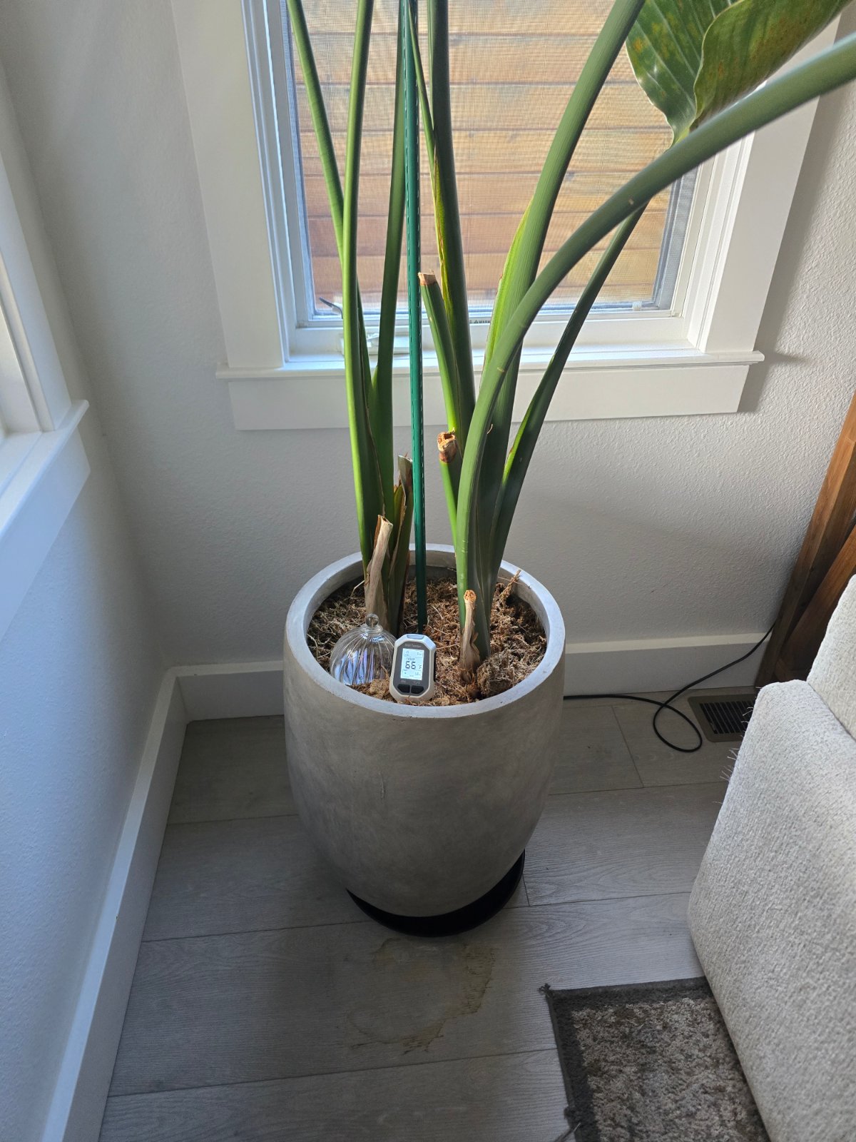 Can You Leave a Moisture Meter in the Soil?