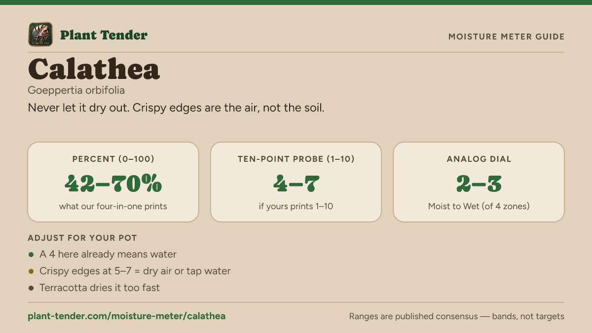 Moisture meter guide for calathea: target range on the 1–10 probe, the analog dial and percent, plus soil-mix adjustments