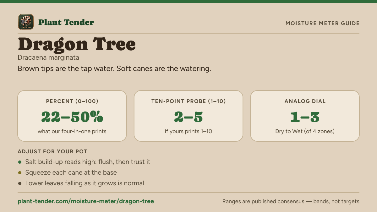 Moisture meter guide for dragon tree: target range on the 1–10 probe, the analog dial and percent, plus soil-mix adjustments
