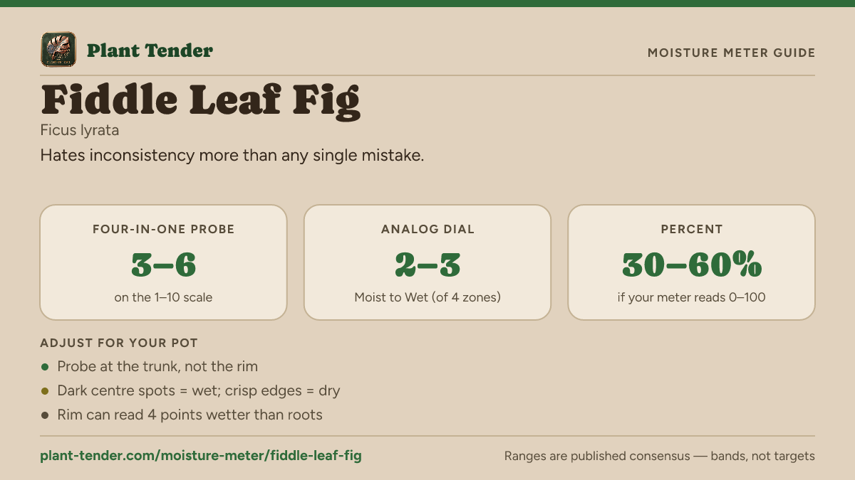 Moisture meter guide for fiddle leaf fig: target range on the 1–10 probe, the analog dial and percent, plus soil-mix adjustments