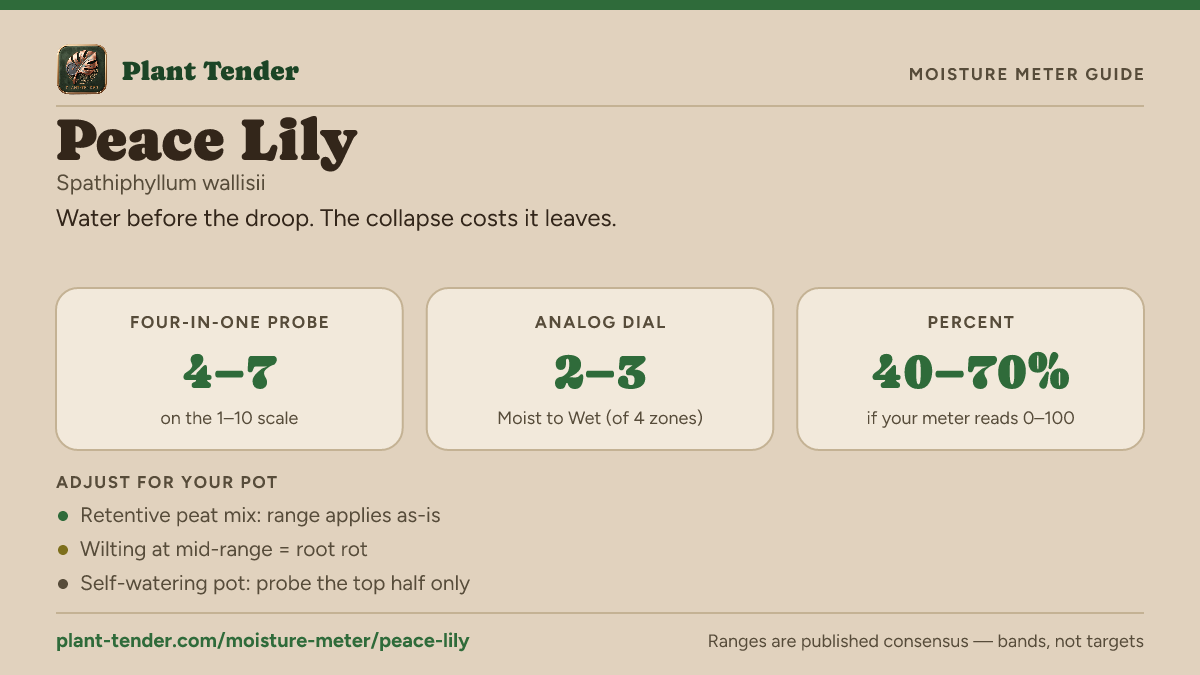 Moisture meter guide for peace lily: target range on the 1–10 probe, the analog dial and percent, plus soil-mix adjustments