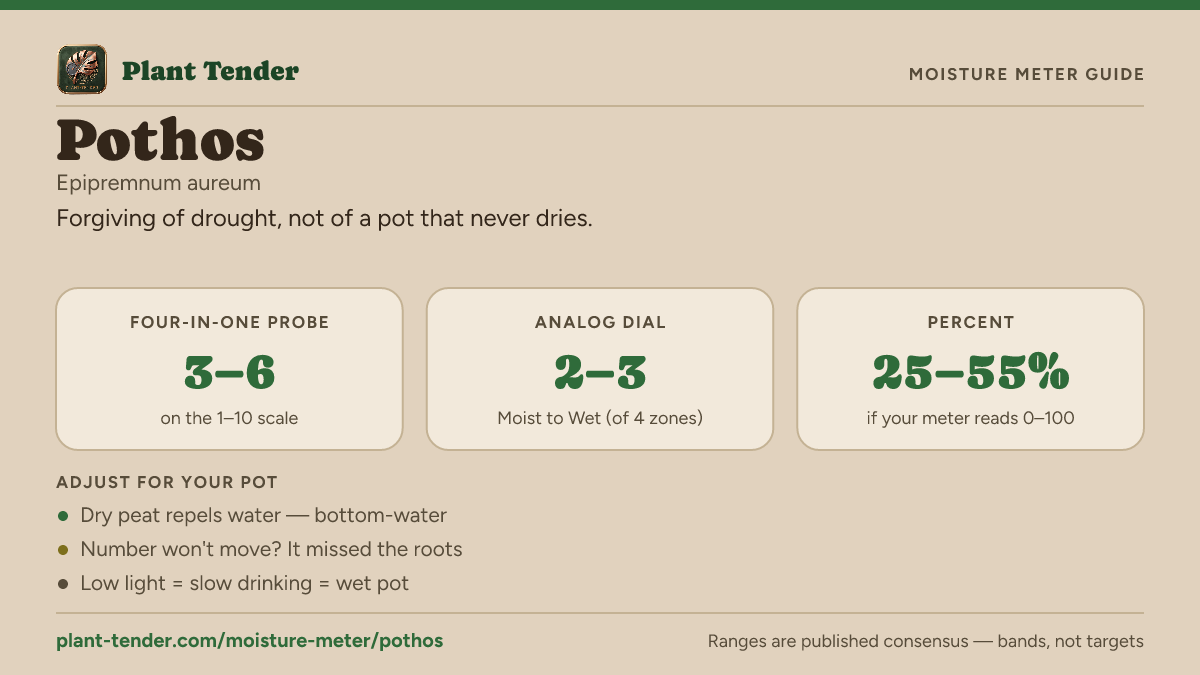 Moisture meter guide for pothos: target range on the 1–10 probe, the analog dial and percent, plus soil-mix adjustments